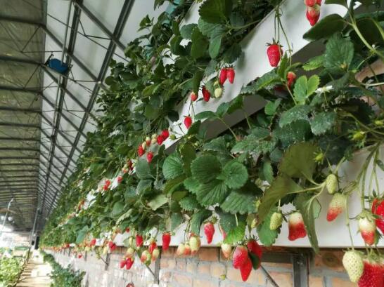 草莓怎么立體栽培？立體種植草莓技術(shù)介紹